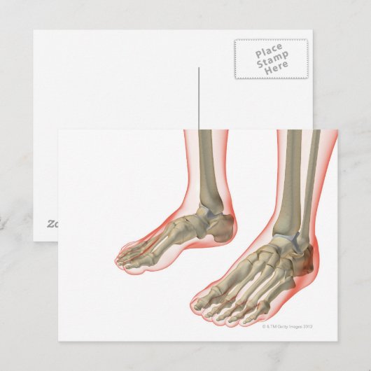 Knochen der Füße Postkarte (Vorne/Hinten)
