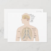 Knochen der menschlichen Brust Postkarte (Vorne/Hinten)