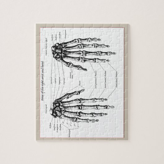 Knochen der menschlichen Hand Puzzle (Vertikal)