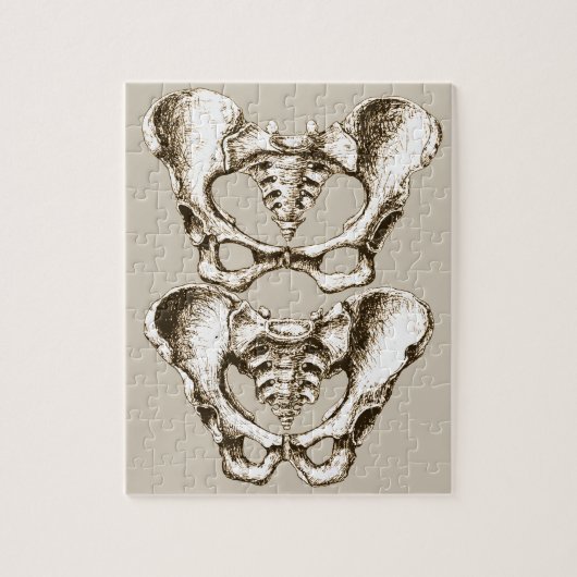 Knochen der menschlichen Pelvis Puzzle (Vertikal)