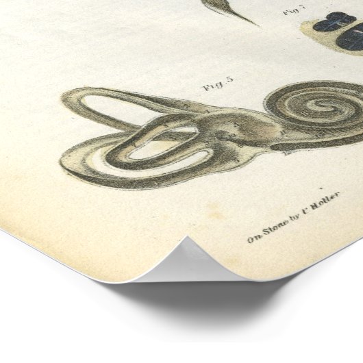 Knochen der Ohranatomie Poster (Ecke)