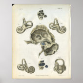 Knochen der Ohranatomie Poster (Vorne)