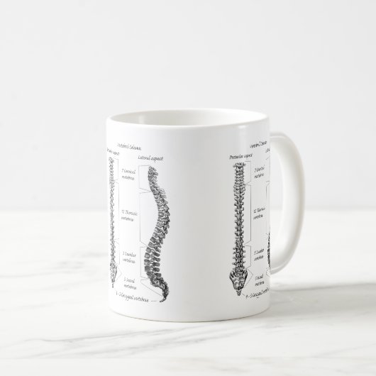 Knochen der Pelvis Kaffeetasse (VorderseiteRechts)