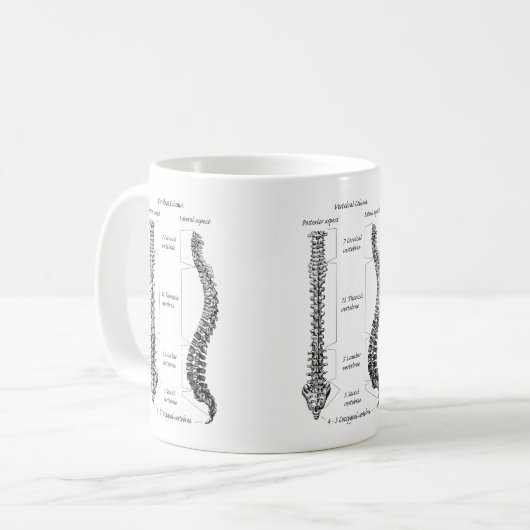 Knochen der Pelvis Kaffeetasse (Vorderseite Links)
