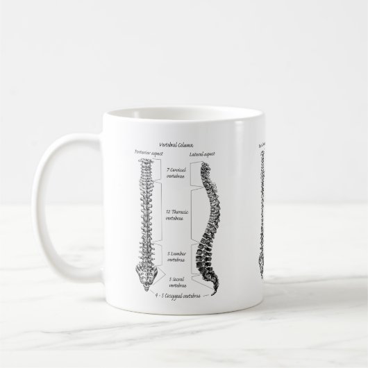 Knochen der Pelvis Kaffeetasse (Links)