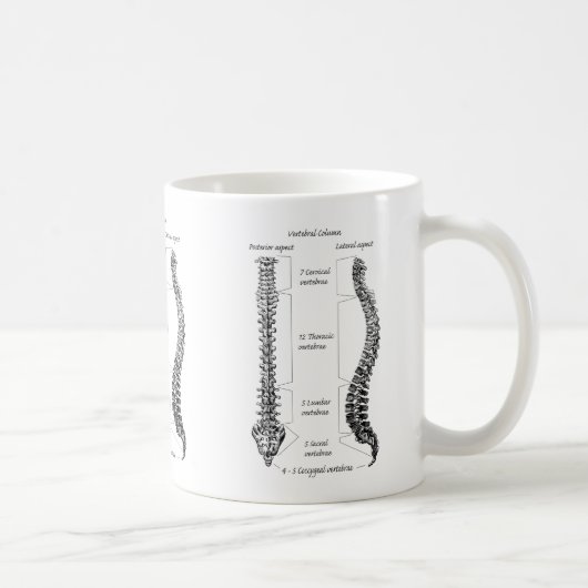 Knochen der Pelvis Kaffeetasse (Rechts)