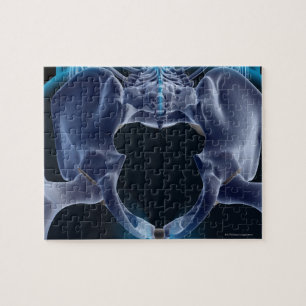 Knochen der Pelvis Puzzle