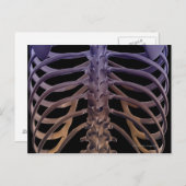 Knochen der Rückseite Postkarte (Vorne/Hinten)