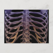 Knochen der Rückseite Postkarte (Vorderseite)