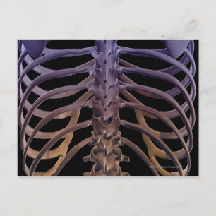 Knochen der Rückseite Postkarte
