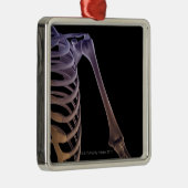 Knochen der Schulter Silbernes Ornament (Rechts)