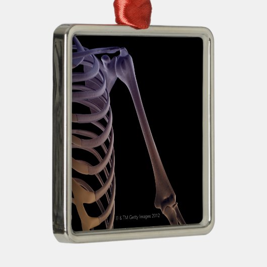 Knochen der Schulter Silbernes Ornament (Rechts)