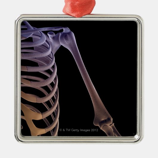 Knochen der Schulter Silbernes Ornament (Vorne)