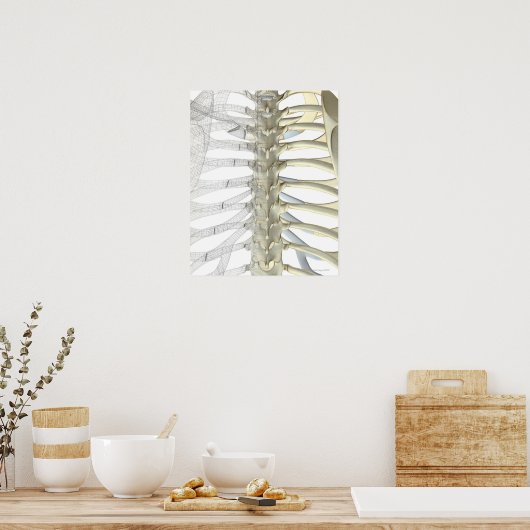 Knochen der Thorakischen Wirbelsäule 2 Poster (Küche)
