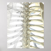 Knochen der Thorakischen Wirbelsäule 2 Poster (Vorne)