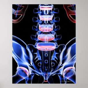 Knochen der unteren Rückseite 5 Poster