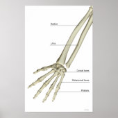 Knochen des Forearms Poster (Vorne)