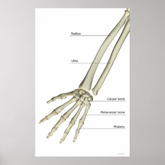 Knochen des Forearms Poster (Vorne)