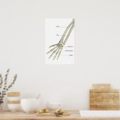 Knochen des Forearms Poster (Küche)