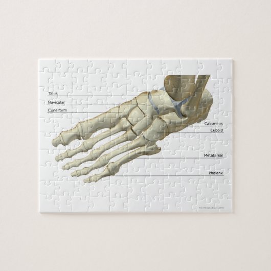 Knochen des Fußes 15 Puzzle (Horizontal)