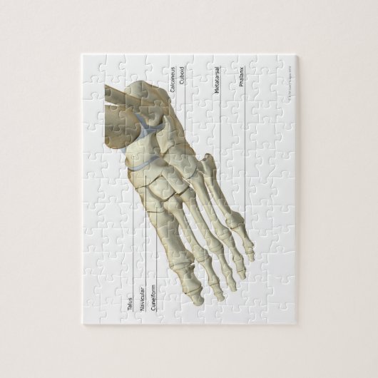 Knochen des Fußes 15 Puzzle (Vertikal)