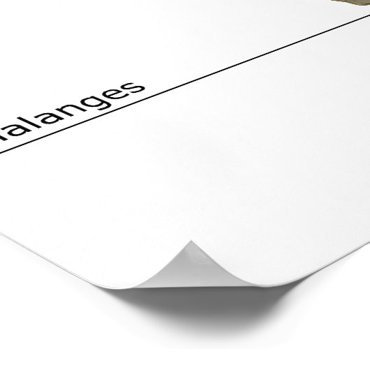 Knochen des Fußes 5 Poster (Ecke)