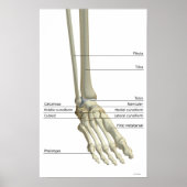 Knochen des Fußes 5 Poster (Vorne)