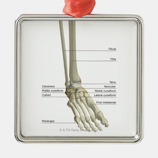 Knochen des Fußes 6 Ornament Aus Metall (Vorne)