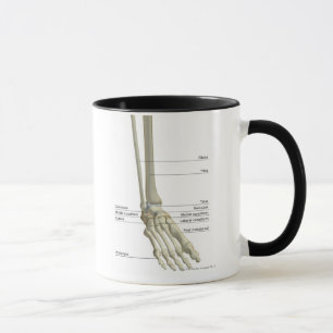 Knochen des Fußes 6 Tasse