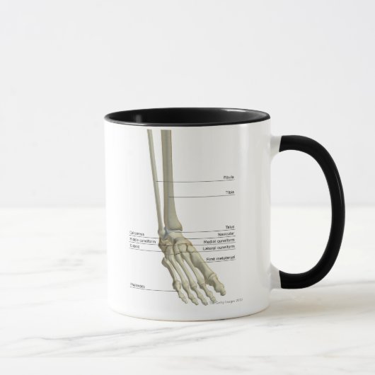 Knochen des Fußes 6 Tasse (Rechts)