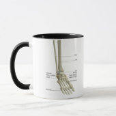 Knochen des Fußes 6 Tasse (Links)