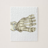 Knochen des Fußes 8 Puzzle (Vertikal)