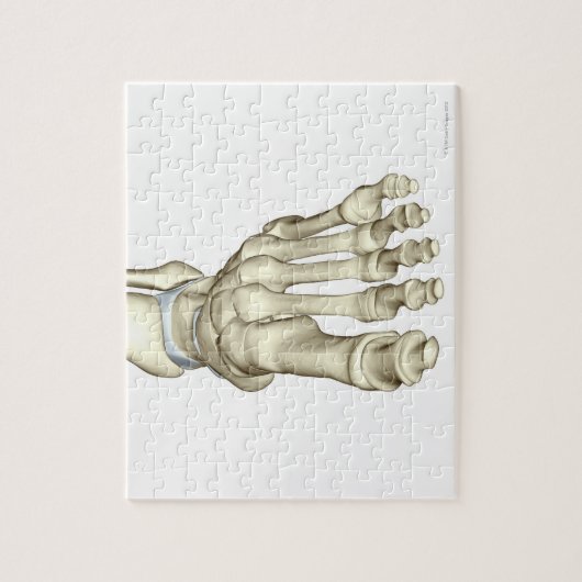 Knochen des Fußes 8 Puzzle (Vertikal)