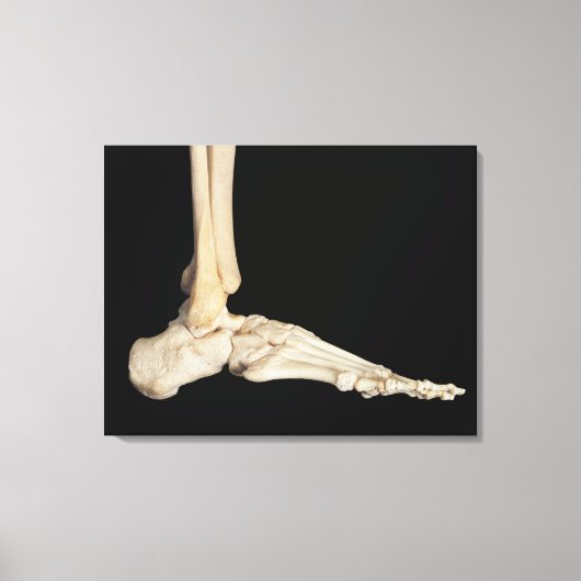 Knochen des Fußes Leinwanddruck (Vorderseite)
