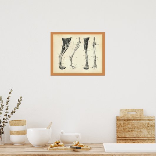 Knochen des Hundes Muskel-Veterinär-Anatomie Druck Poster (Küche)