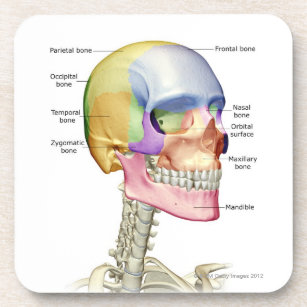 Knochen des Kopfes und des Halses 3 Getränkeuntersetzer