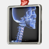 Knochen des Kopfes und des Halses Silbernes Ornament (Links)