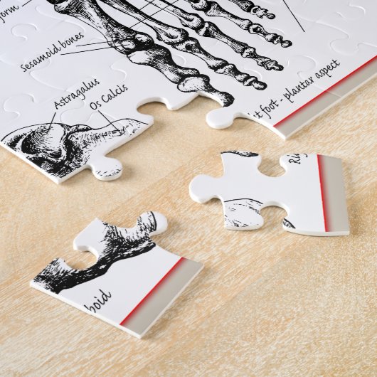 Knochen des menschlichen Fußes Puzzle (Seite)