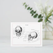 Knochen des menschlichen Schädels Postkarte (Stehend Vorderseite)