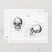 Knochen des menschlichen Schädels Postkarte (Vorne/Hinten)