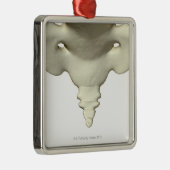 Knochen des Schwanz-Knochens Silbernes Ornament (Rechts)