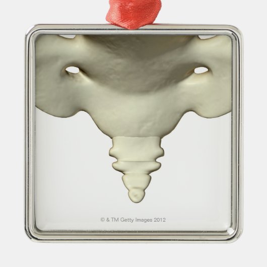 Knochen des Schwanz-Knochens Silbernes Ornament (Vorne)