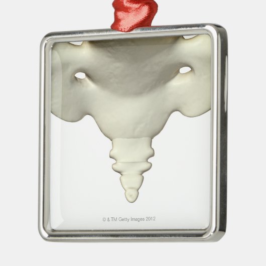 Knochen des Schwanz-Knochens Silbernes Ornament (Links)