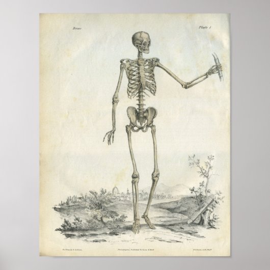 Knochen des Skeletts Kunst Druck Poster (Vorne)