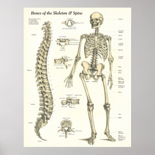 Knochen des Skeletts u. des Dorn-Anatomie-Plakats Poster
