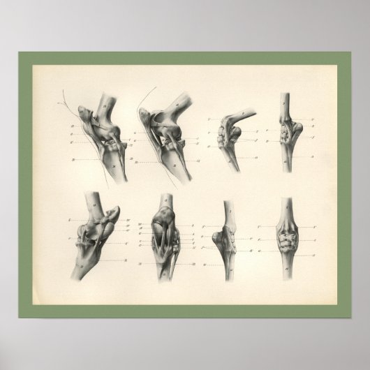 Knochen-Gelenke tierärztliche Anatomie Druck Poster (Vorne)