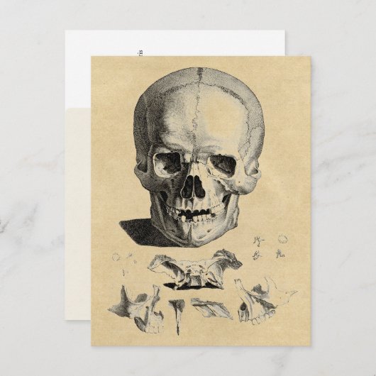 Knochen Postkarte (Vorne/Hinten)