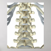 Knochen von Lumbar Vertebrae Poster (Vorne)