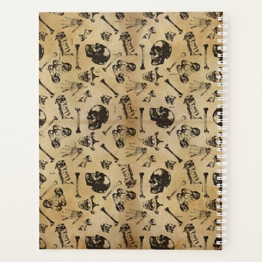 Knochenanatomie Archäologie Planer (Rückseite)