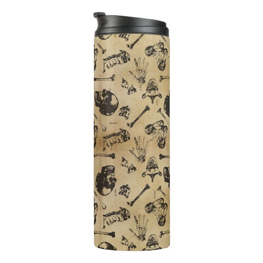 Knochenanatomie Thermosbecher (Nach rechts gedreht)